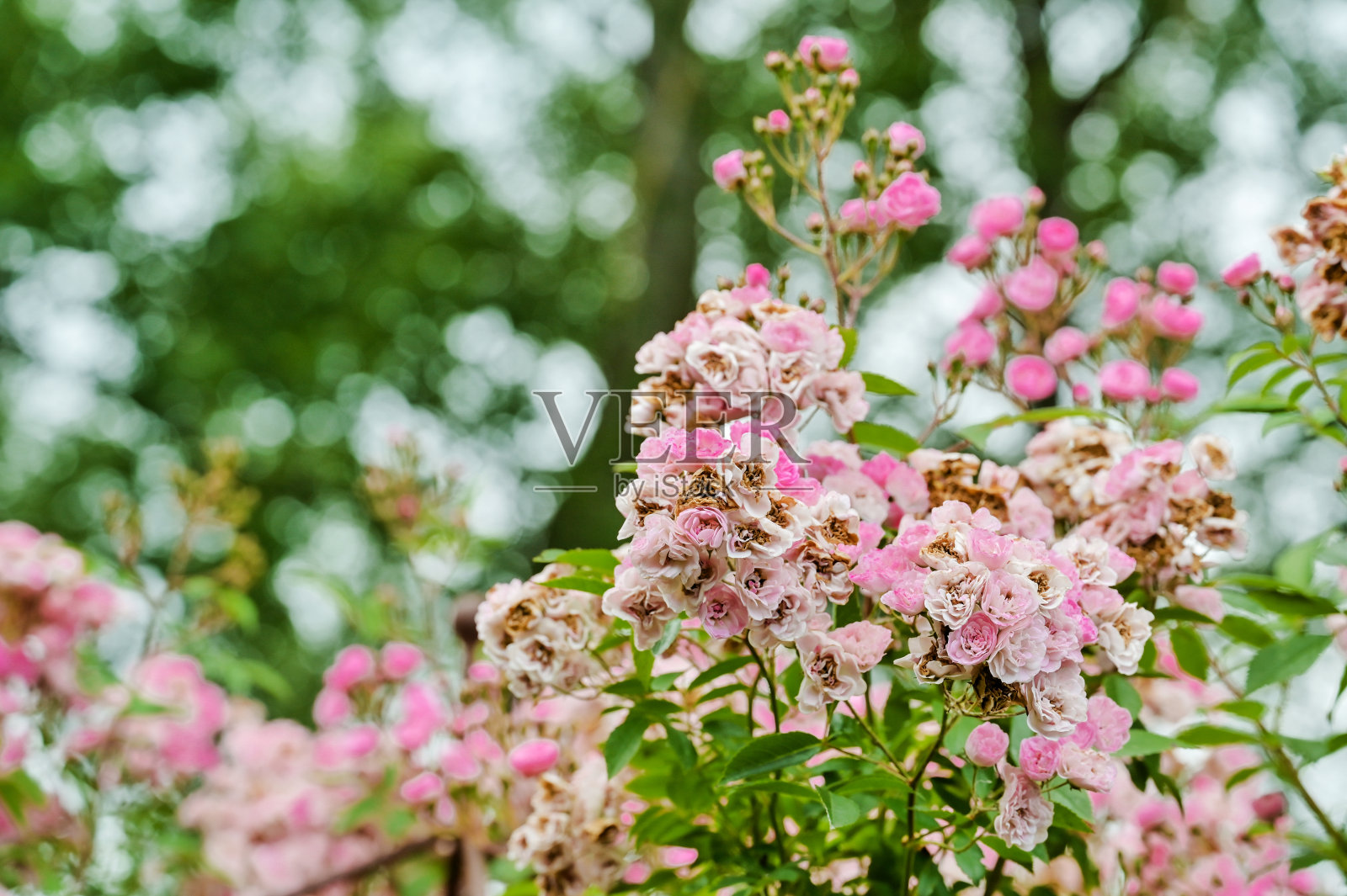 一个攀爬玫瑰灌木的特写“天堂的粉红色”与枯萎的花照片摄影图片