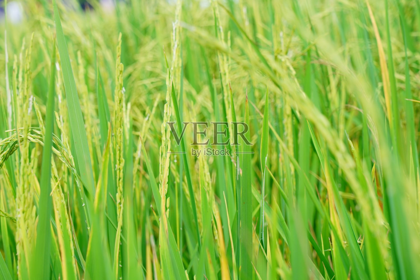 稻田的特写照片摄影图片
