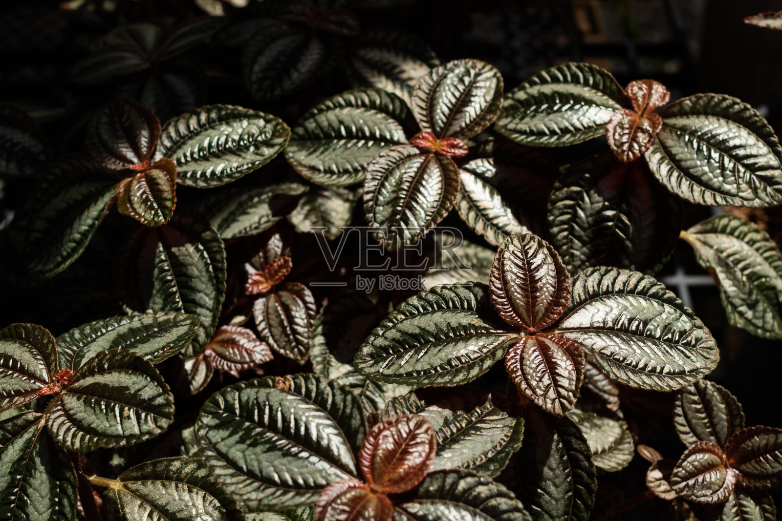 近距离火焰紫罗兰在花盆照片摄影图片