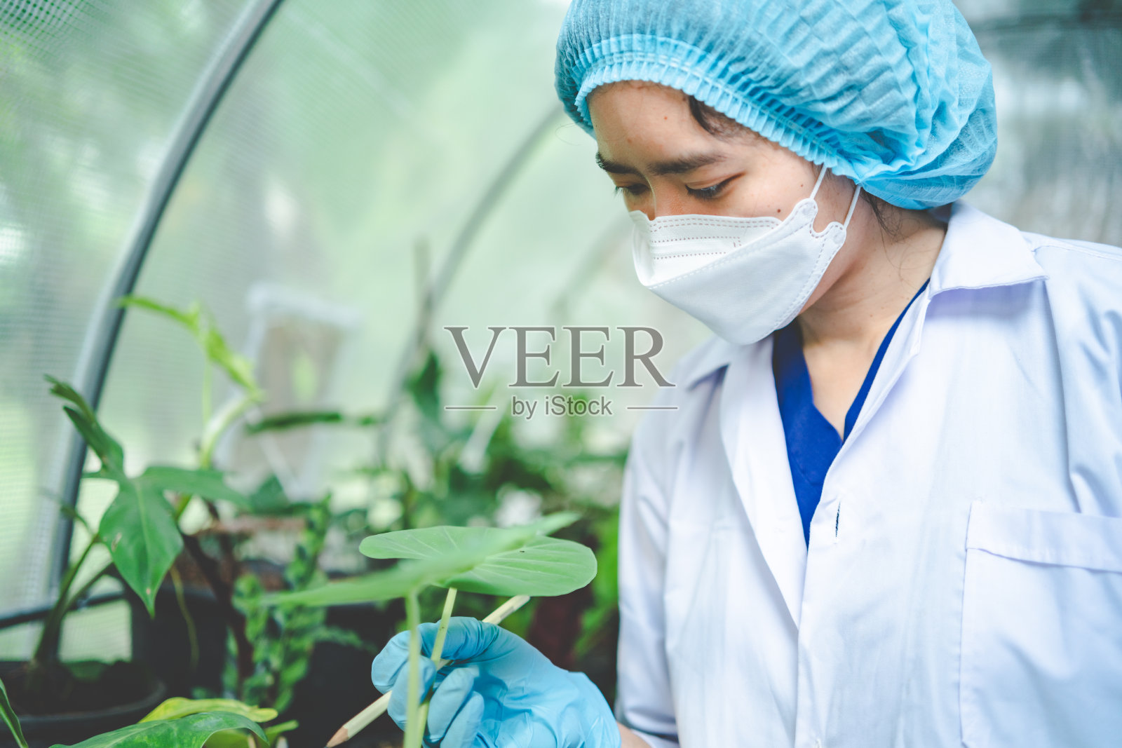 在农业温室中研究植物生长的生物学家，在植物学实验室中研究自然有机科学技术或生物技术的生物学家，为食品工业检查蔬菜的人照片摄影图片