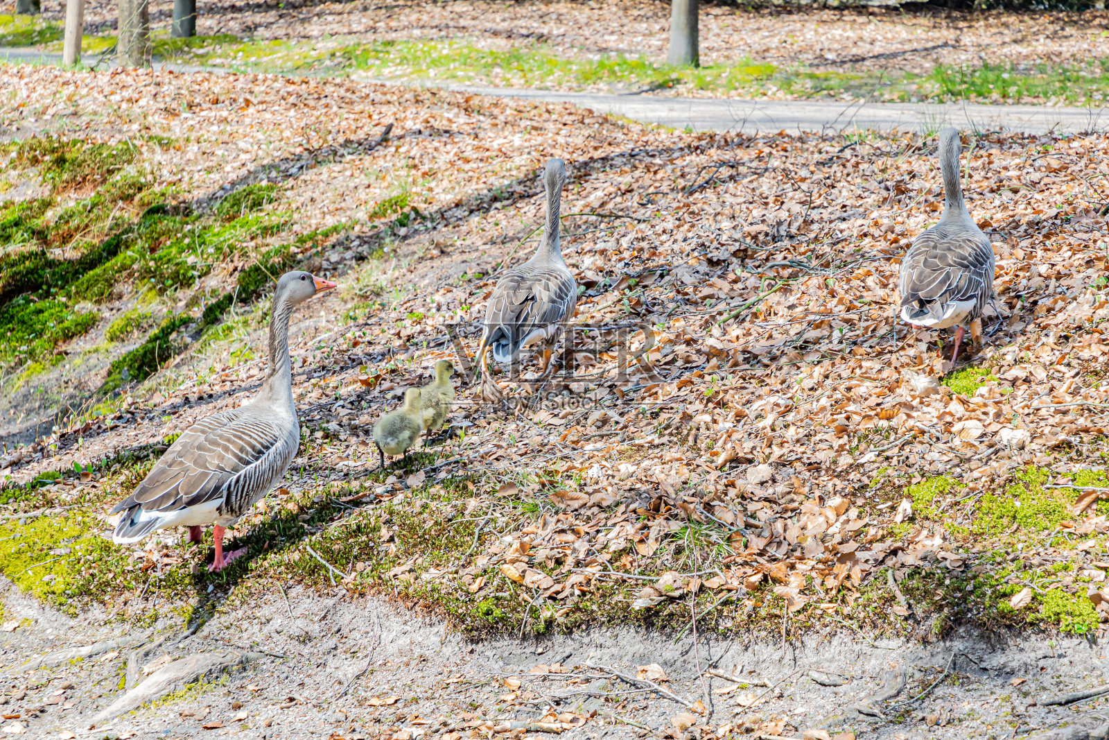 三只灰鹅和两只黄色的小鸭子走在树间小山的枯叶上照片摄影图片