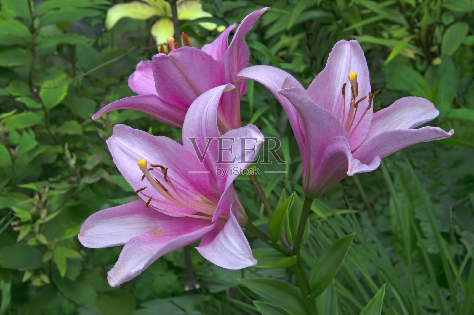 三朵粉红色的百合花(Lílium)，背景是花园里的绿叶和草本植物照片摄影图片