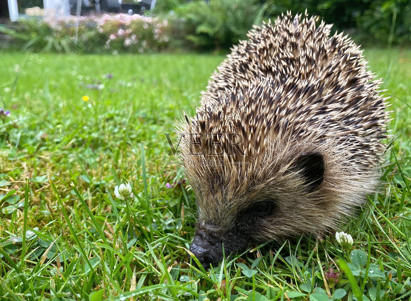 一个孤立的刺猬(erinaceus europaeus)探索绿色潮湿的草地在德国花园的特写照片摄影图片
