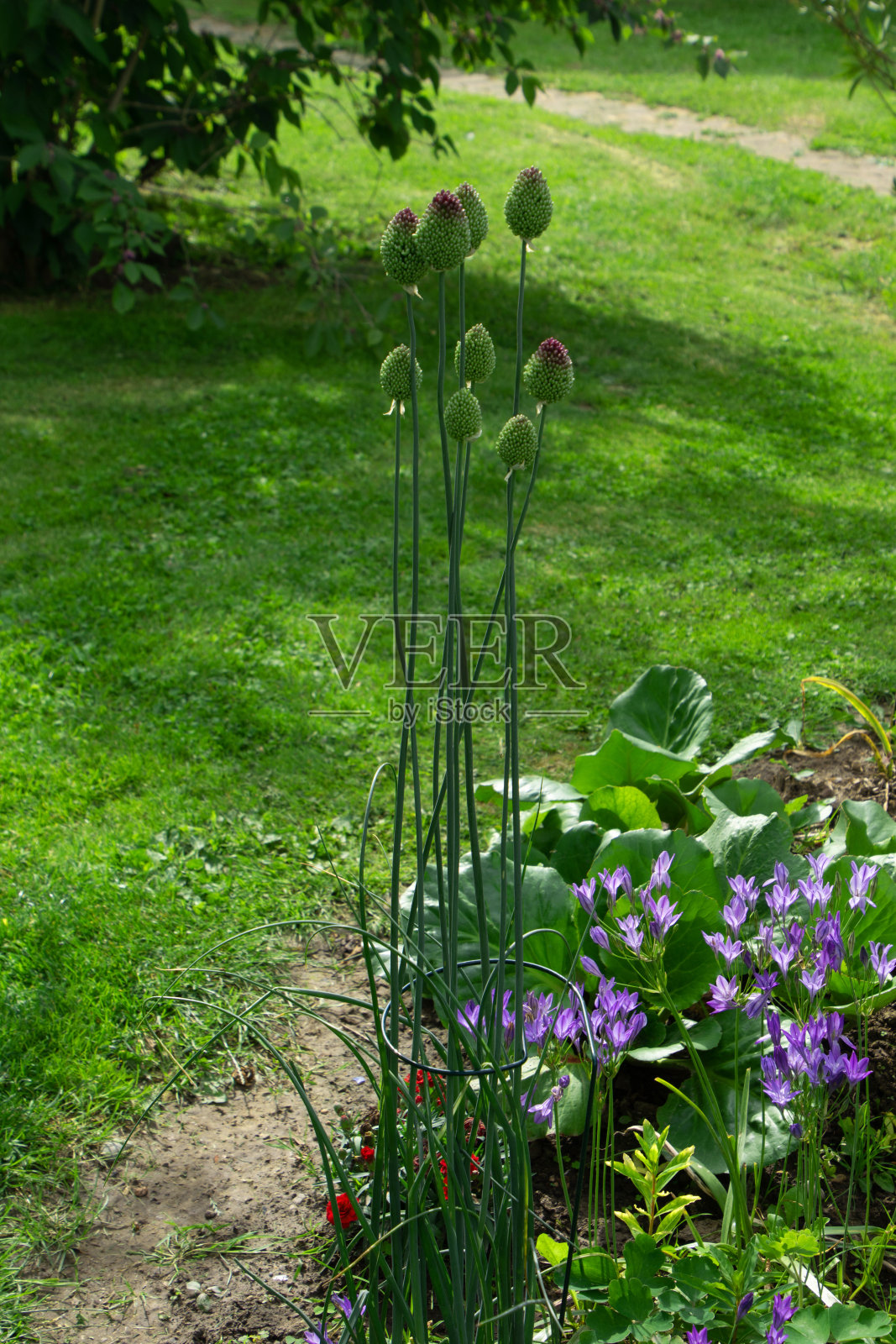 葱又称圆头韭高花植物照片摄影图片