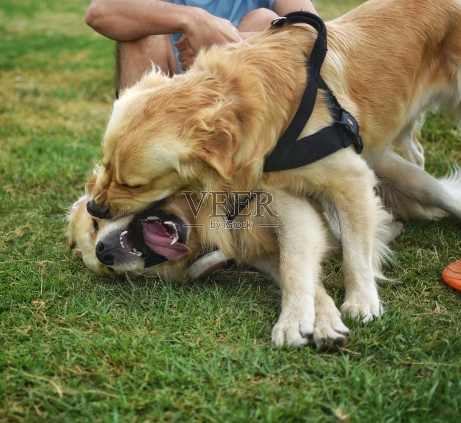 两只金狗在玩，玩得很开心照片摄影图片