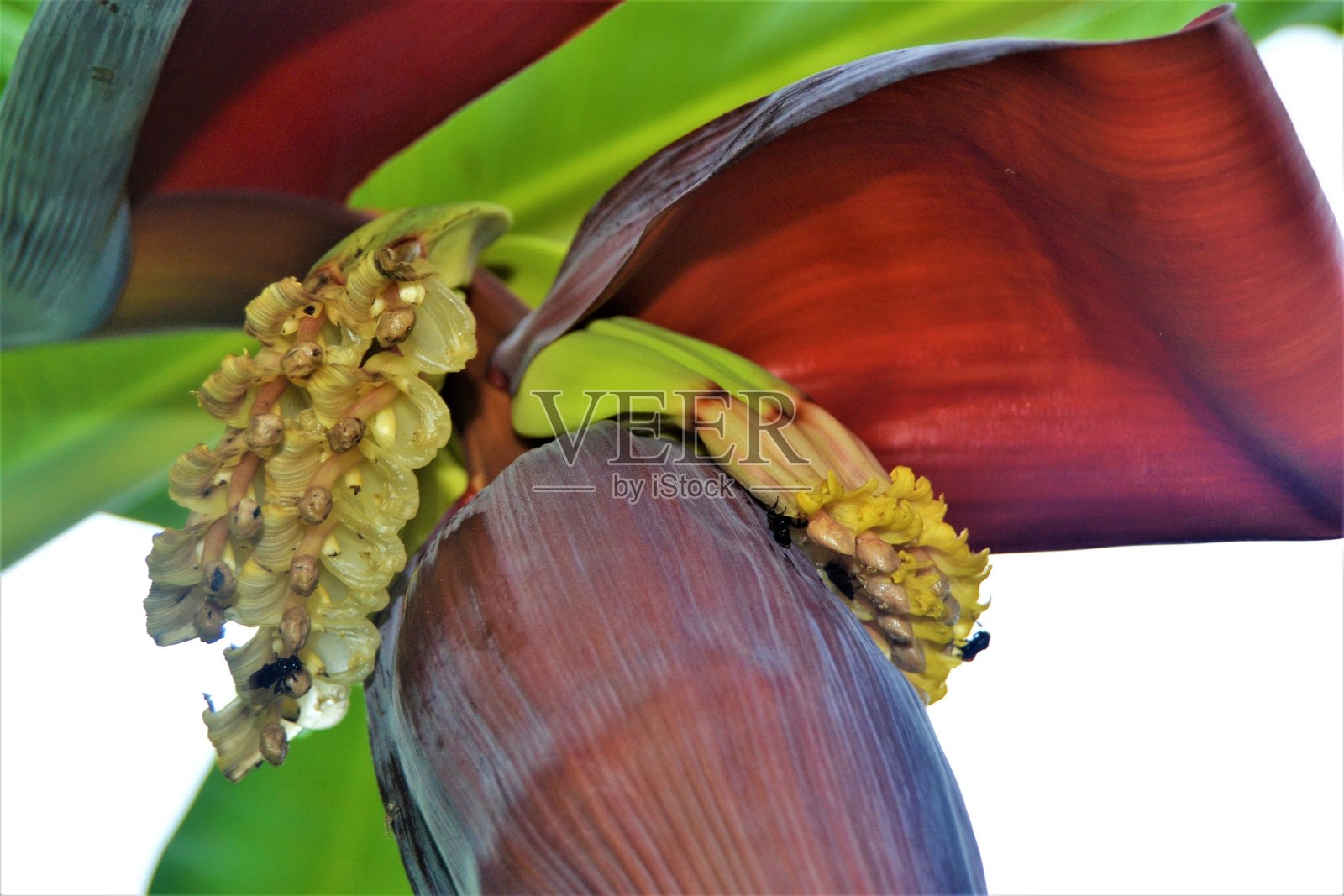 香蕉花的系列照片摄影图片