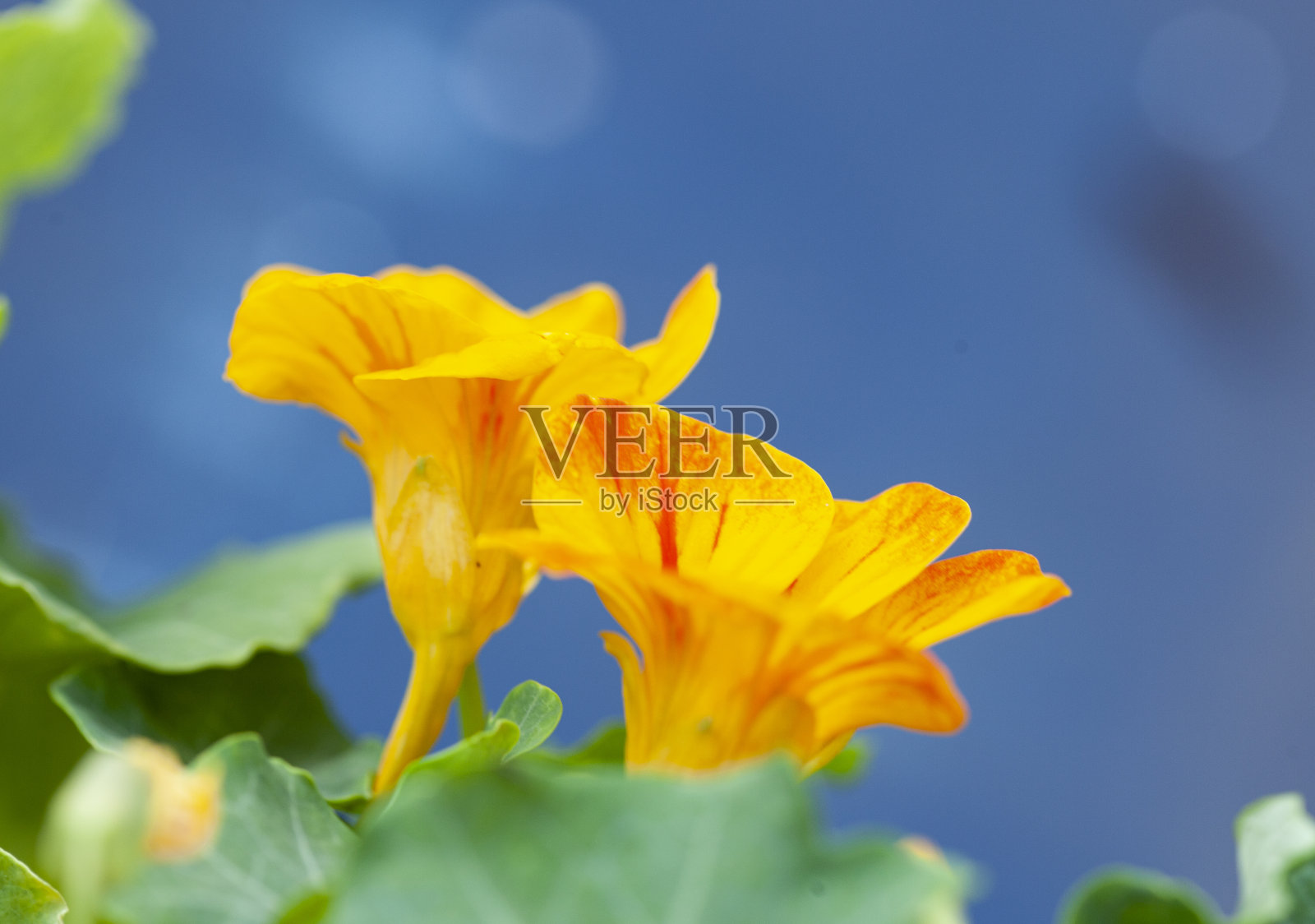 鼻孔照片摄影图片