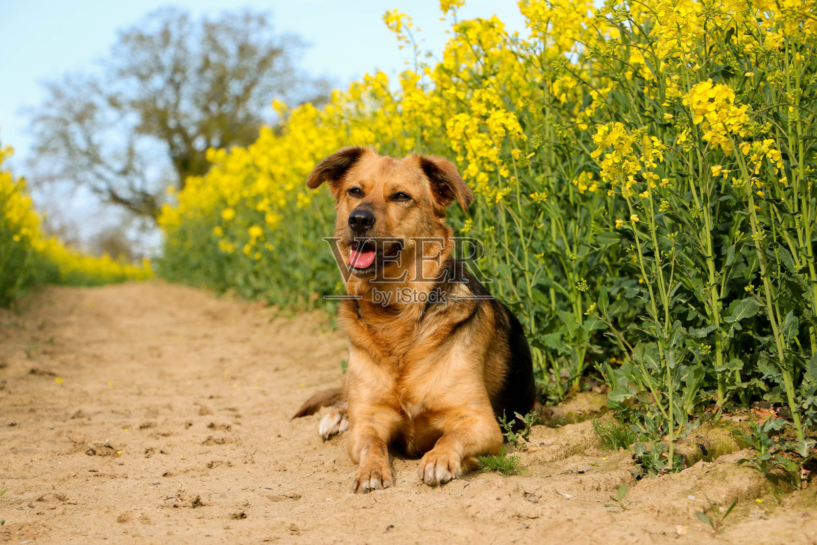 一条美丽的德国混血牧羊犬躺在油菜田里的小路上照片摄影图片