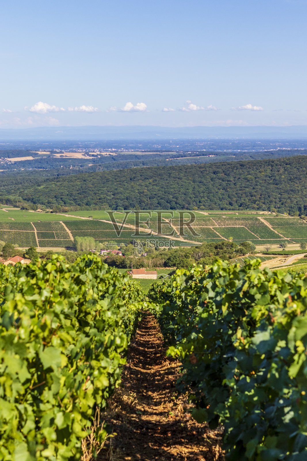 欧洲法国梅肯附近连绵起伏的山丘上爬满了藤蔓照片摄影图片
