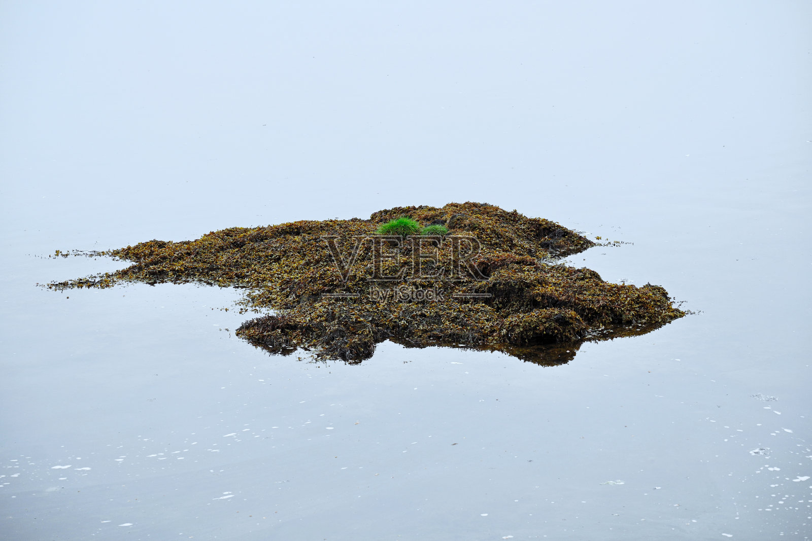 海藻小岛照片摄影图片