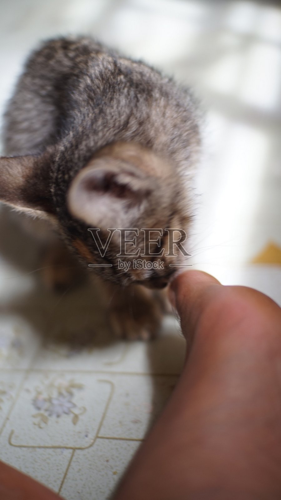 可爱的猫特写照片摄影图片