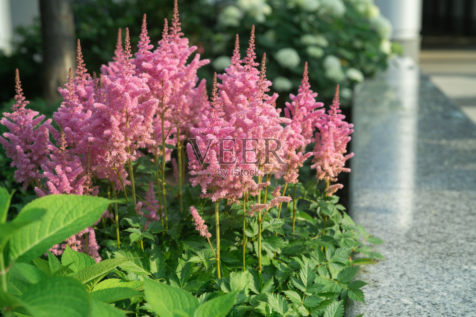 美丽的粉红色落新妇在早晨照片摄影图片