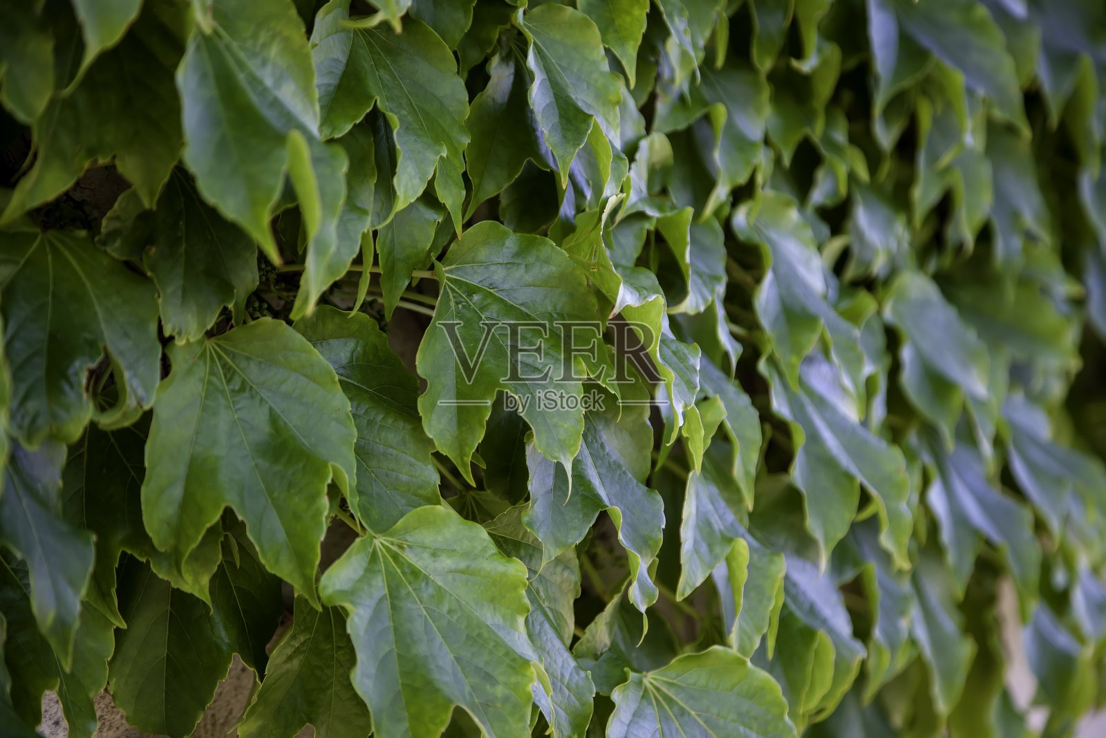 墙与常春藤照片摄影图片