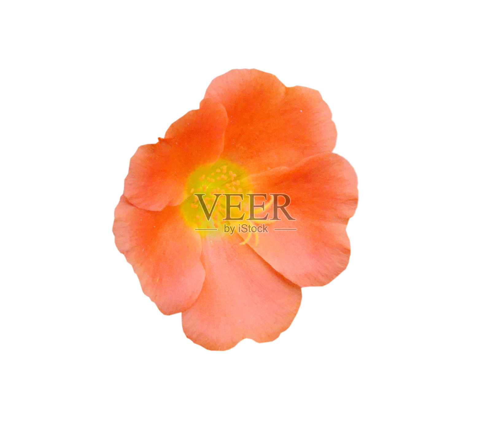 美丽的白色马齿苋花头照片摄影图片