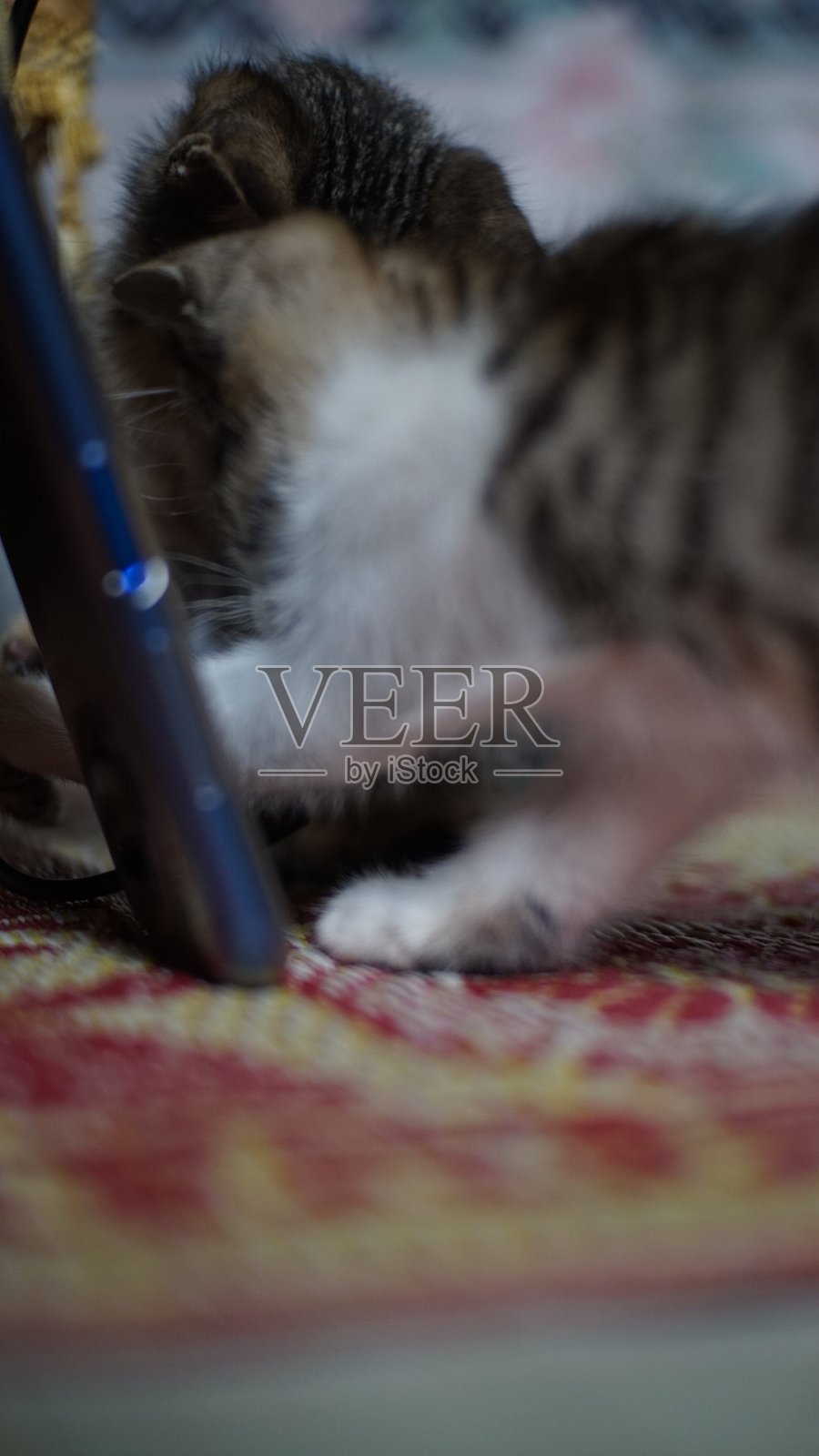 可爱的猫特写照片摄影图片