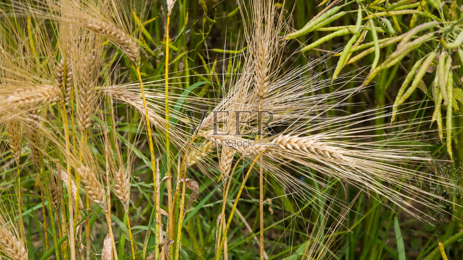 近距离观察成熟的谷物植株照片摄影图片