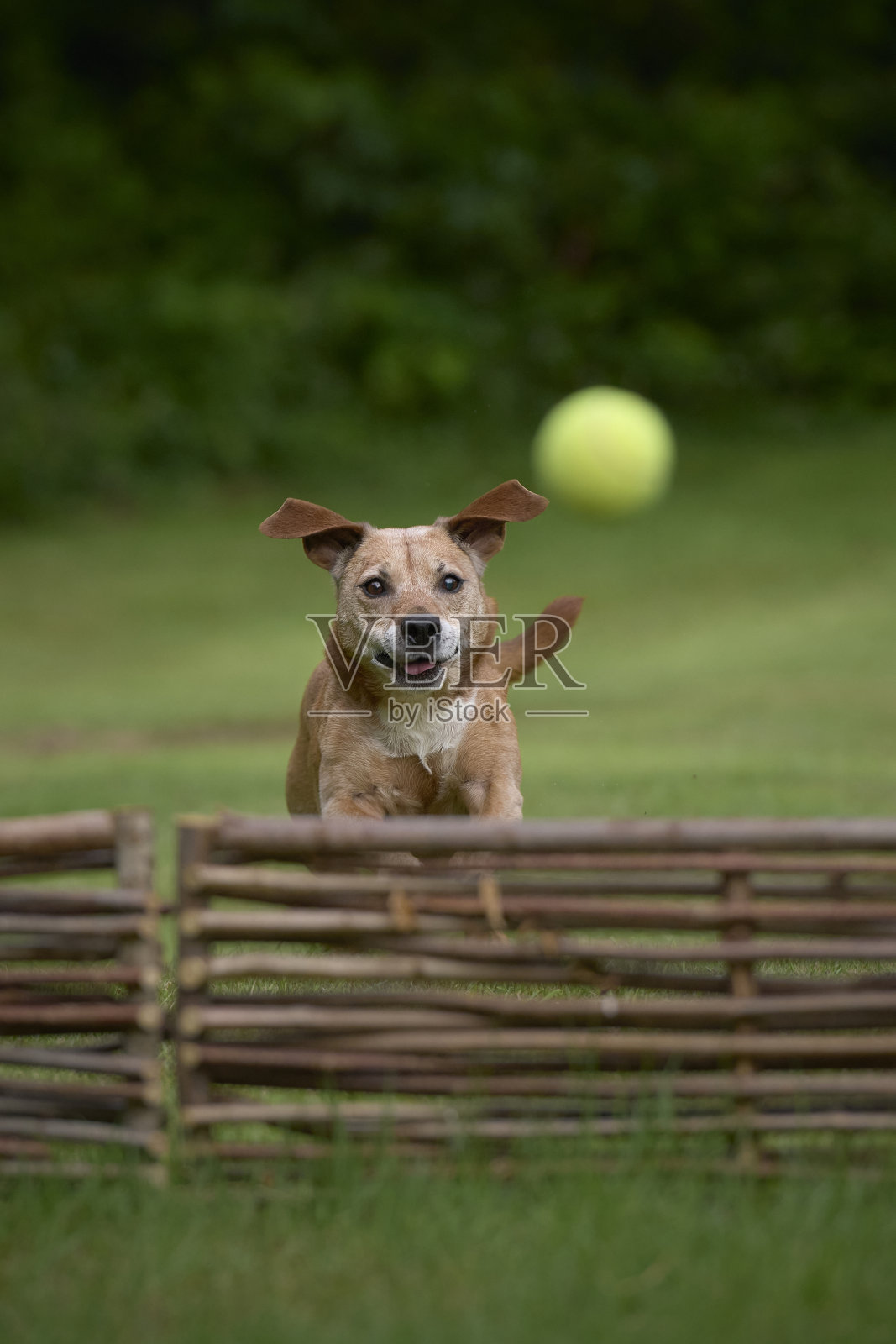 老狗照片摄影图片