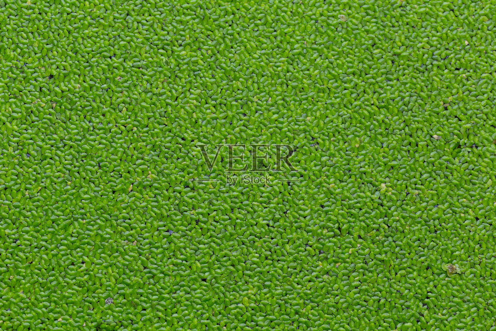 扁豆科俗称浮萍、水扁豆或水晶体照片摄影图片