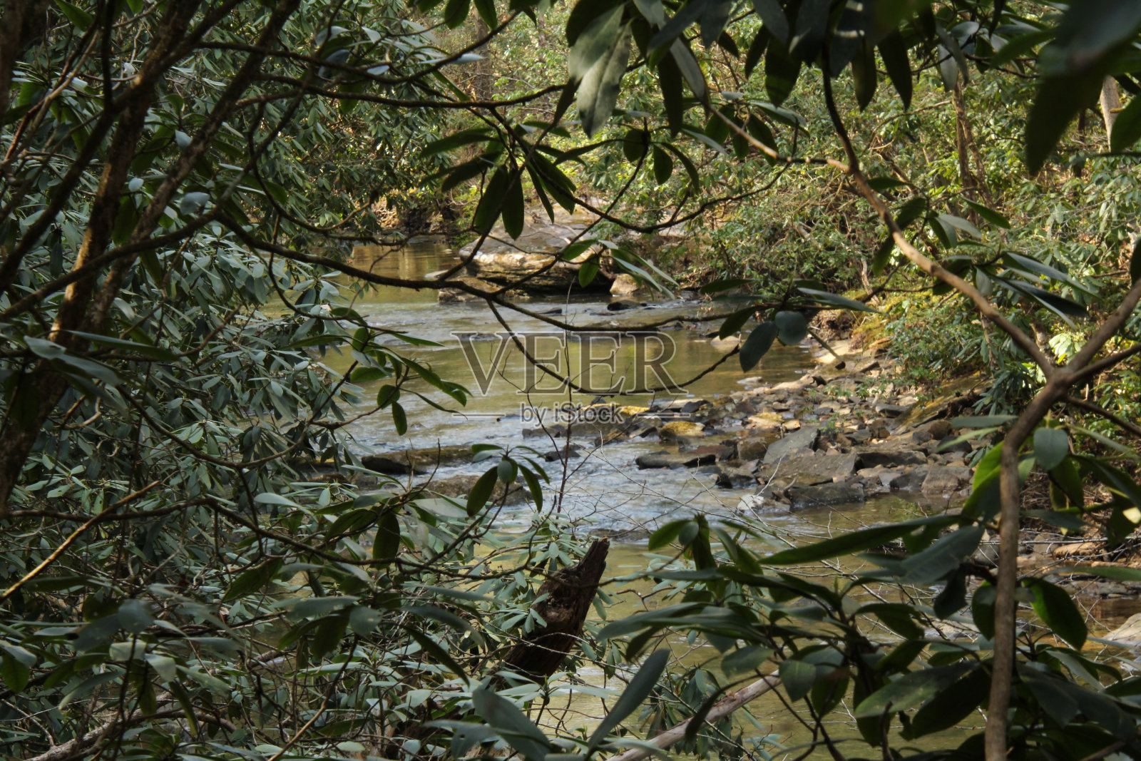 树枝间的水照片摄影图片