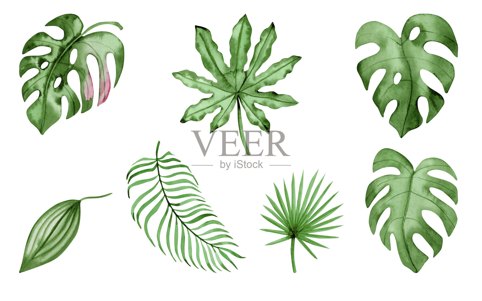 水彩植物插画集-热带树叶收集，怪物，棕榈树。花卉风格的婚礼或请柬的图案、框架和组成的设计元素。真正的水彩。插画图片素材