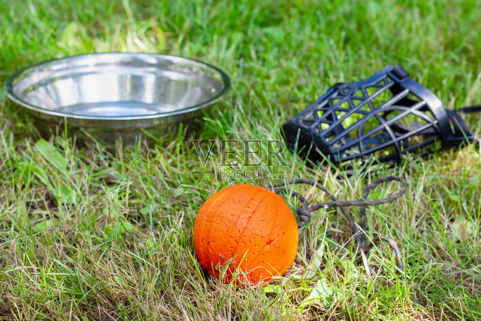 草地上躺着一个球，一碗水和一只狗的嘴套。和一只小狗和一只成年狗一起锻炼照片摄影图片