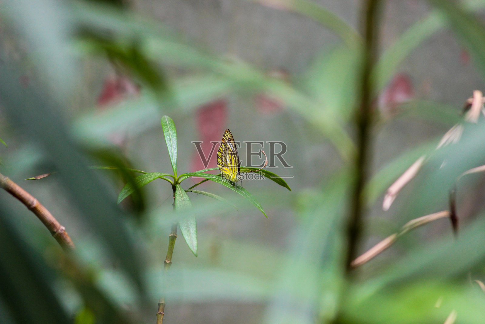 休息的蝴蝶照片摄影图片