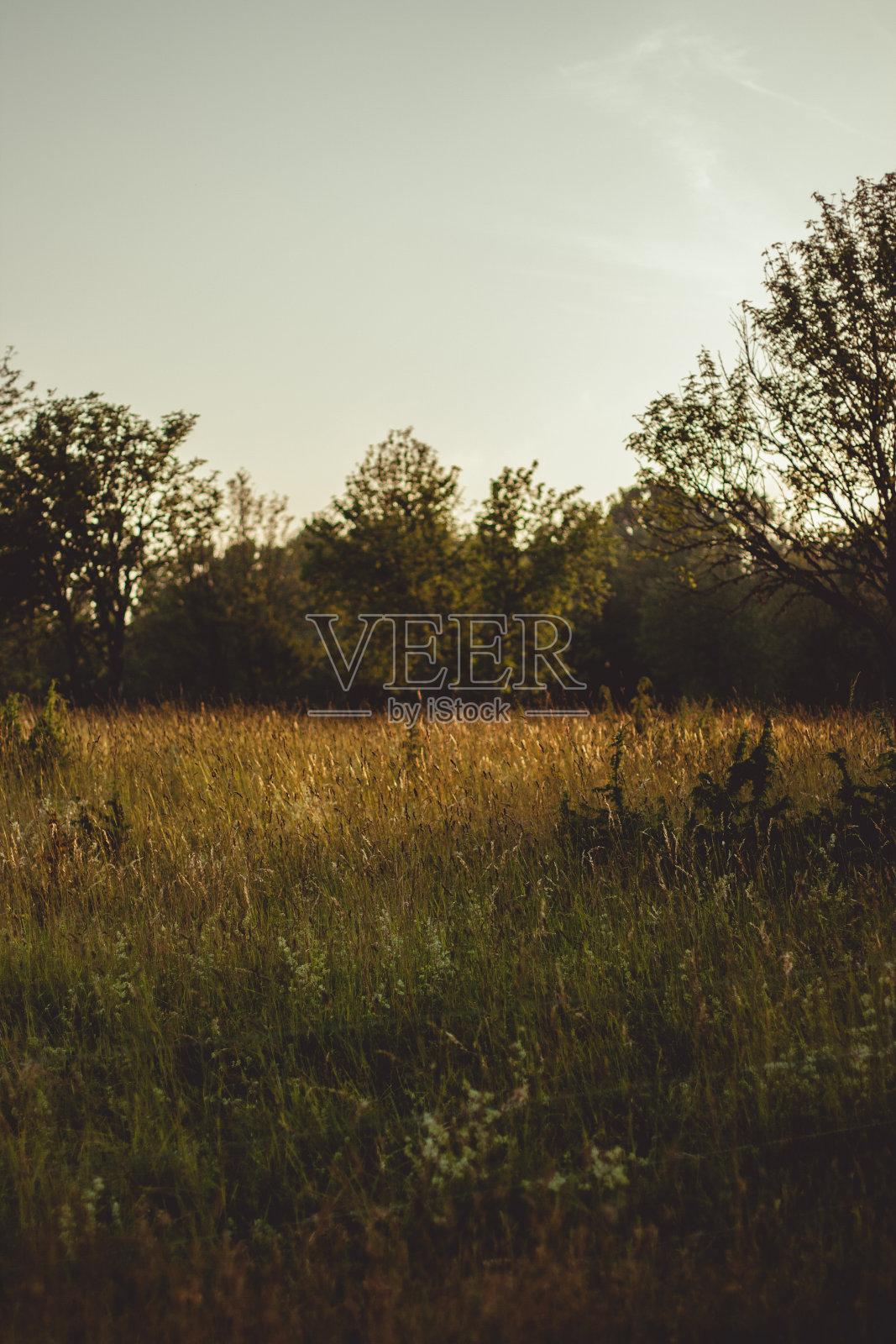 美丽的草地在日落与金色的草茎和灌木剪影在它。照片摄影图片