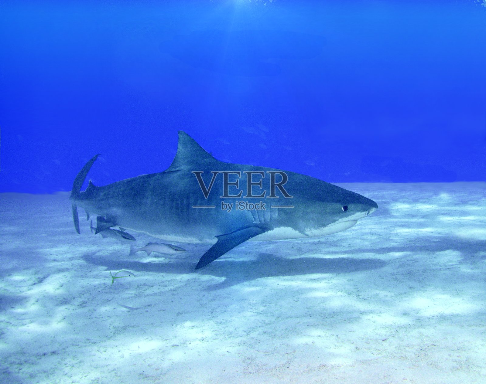 虎鲨照片摄影图片