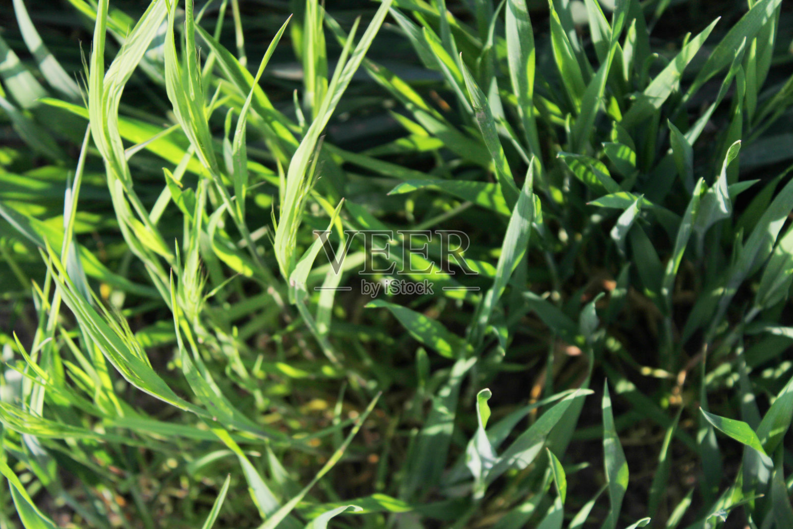 草照片摄影图片