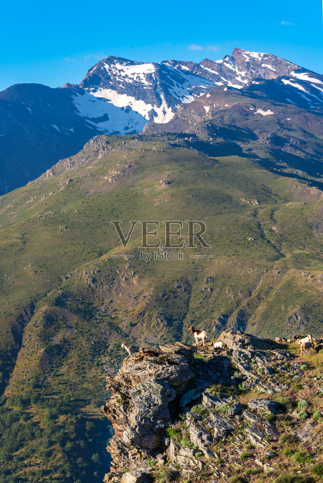 山羊在悬崖旁边的岩石上，背景是内华达山脉的Veleta峰。照片摄影图片