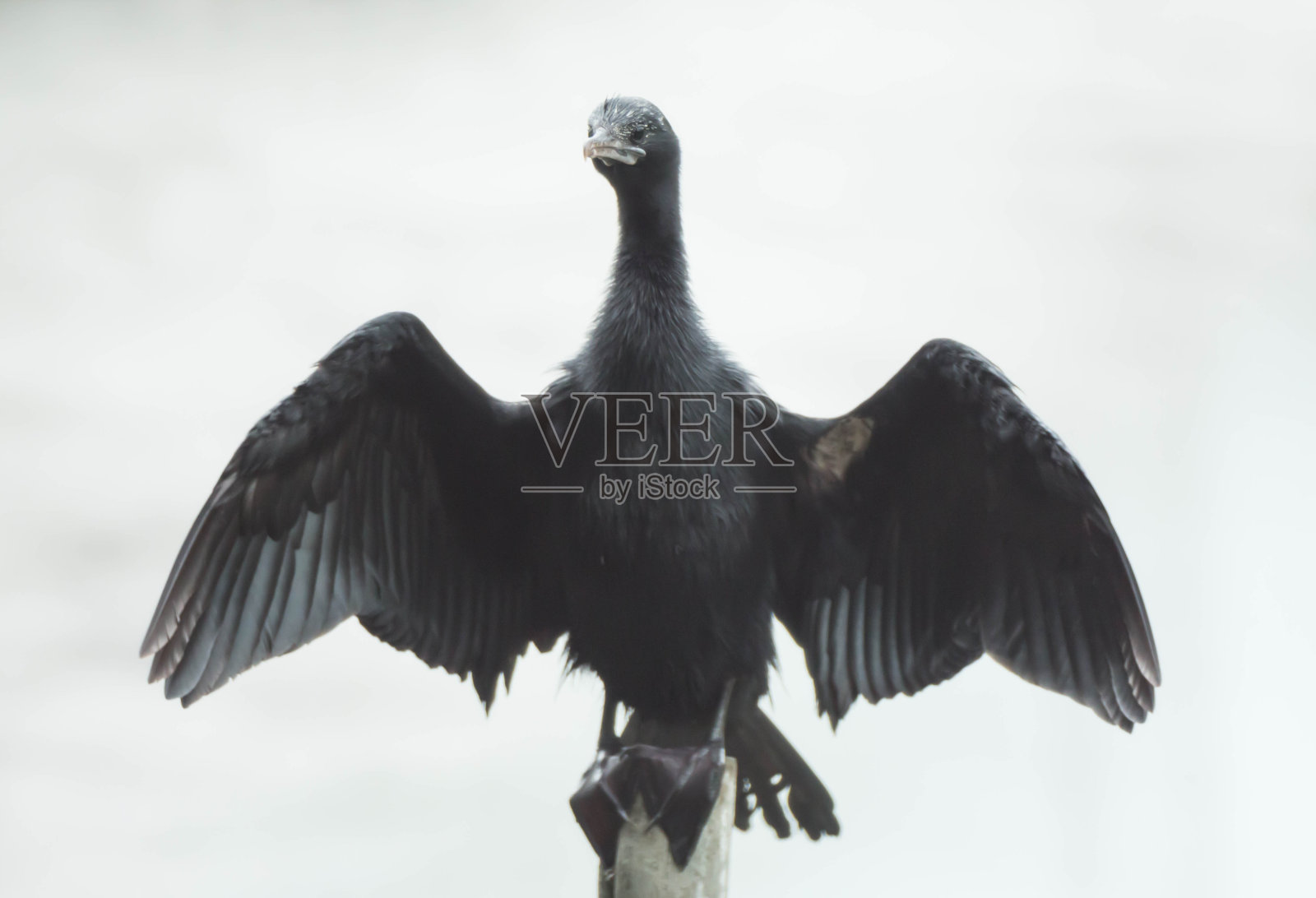 小鸬鹚照片摄影图片