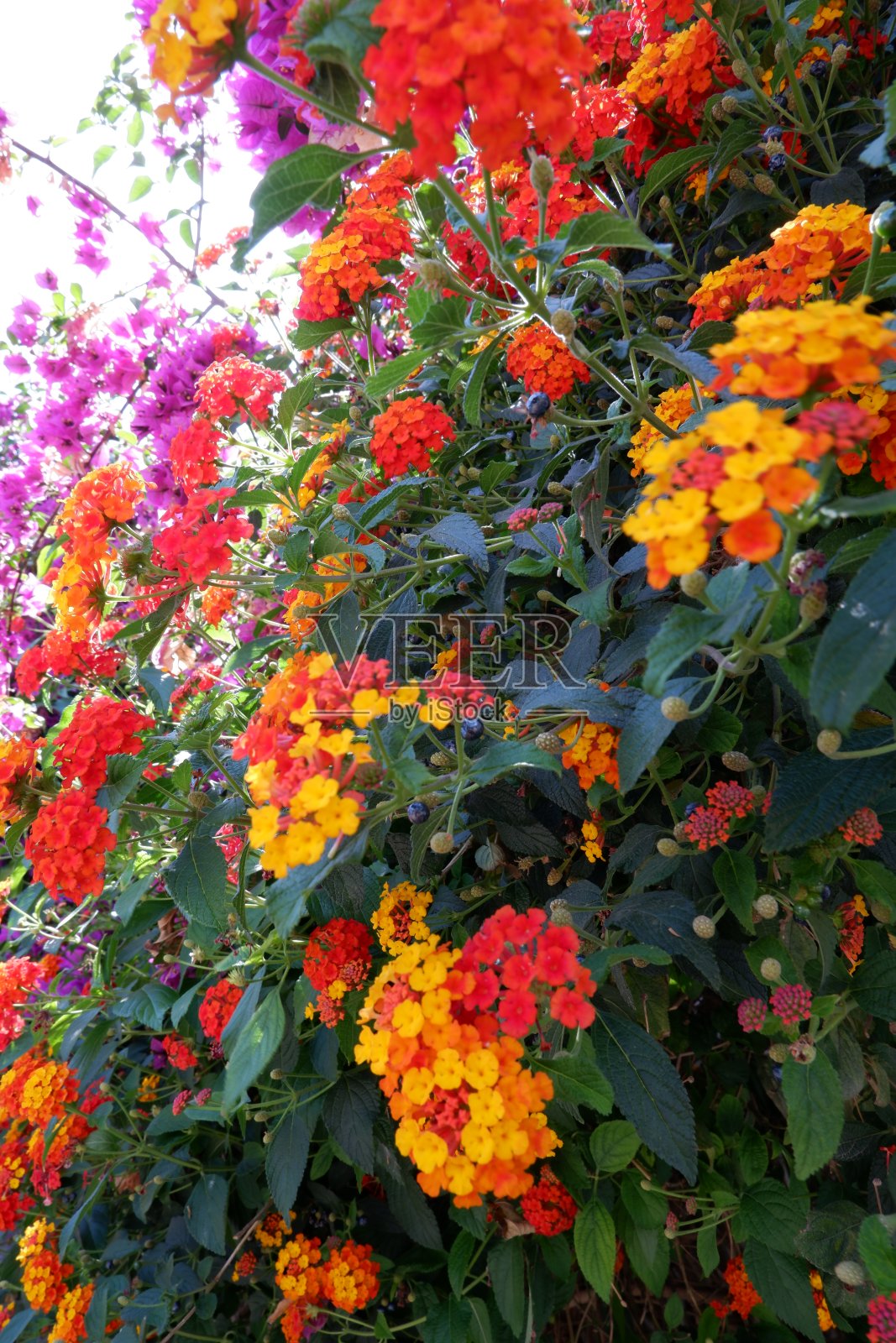 夏日里，费提耶大街上五颜六色的鲜花照片摄影图片