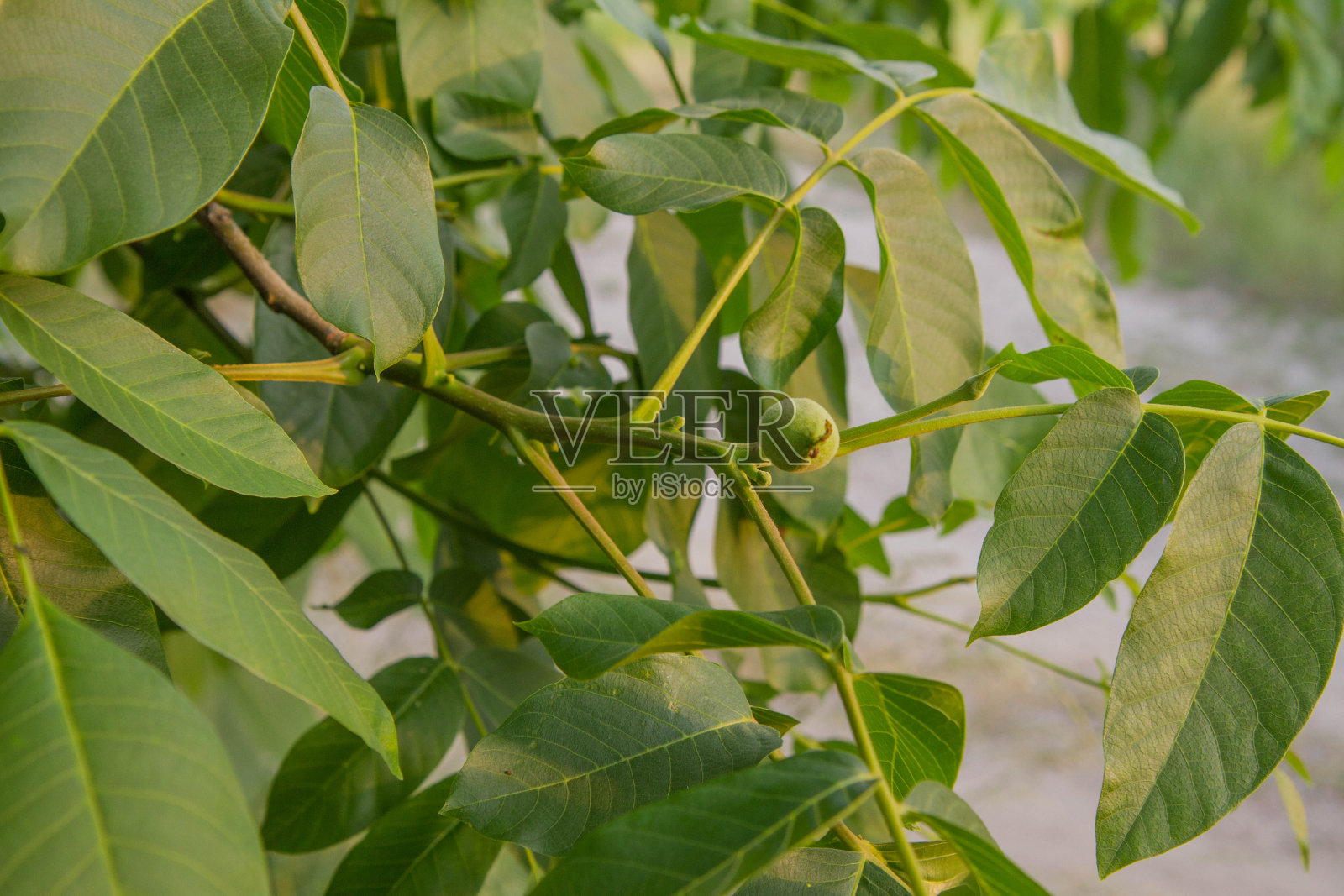 常见的核桃照片摄影图片