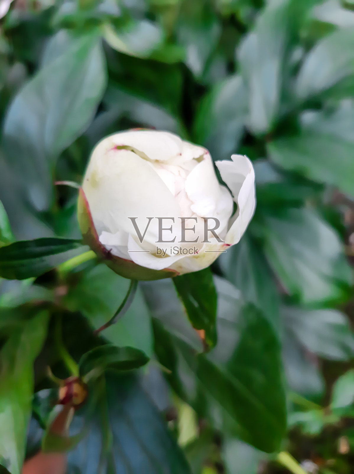 白色的牡丹花蕾开始开放照片摄影图片