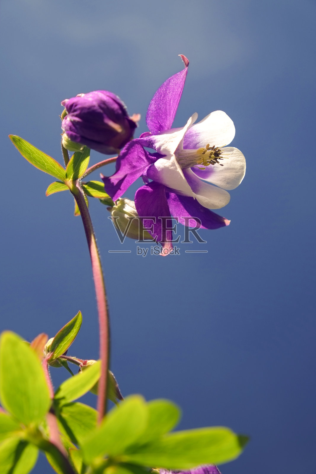 耧斗菜照片摄影图片