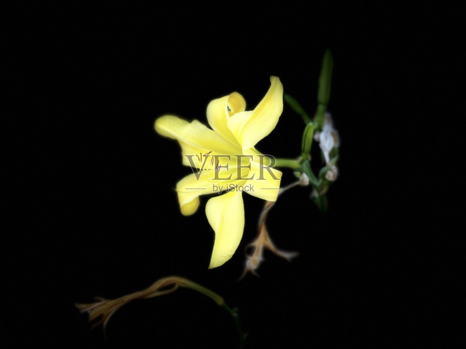 一朵盛开的黄花照片摄影图片