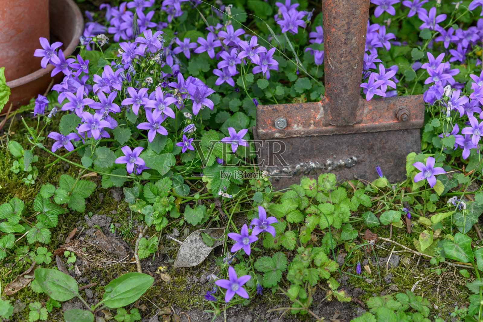 盛开的花园里的花朵。照片摄影图片