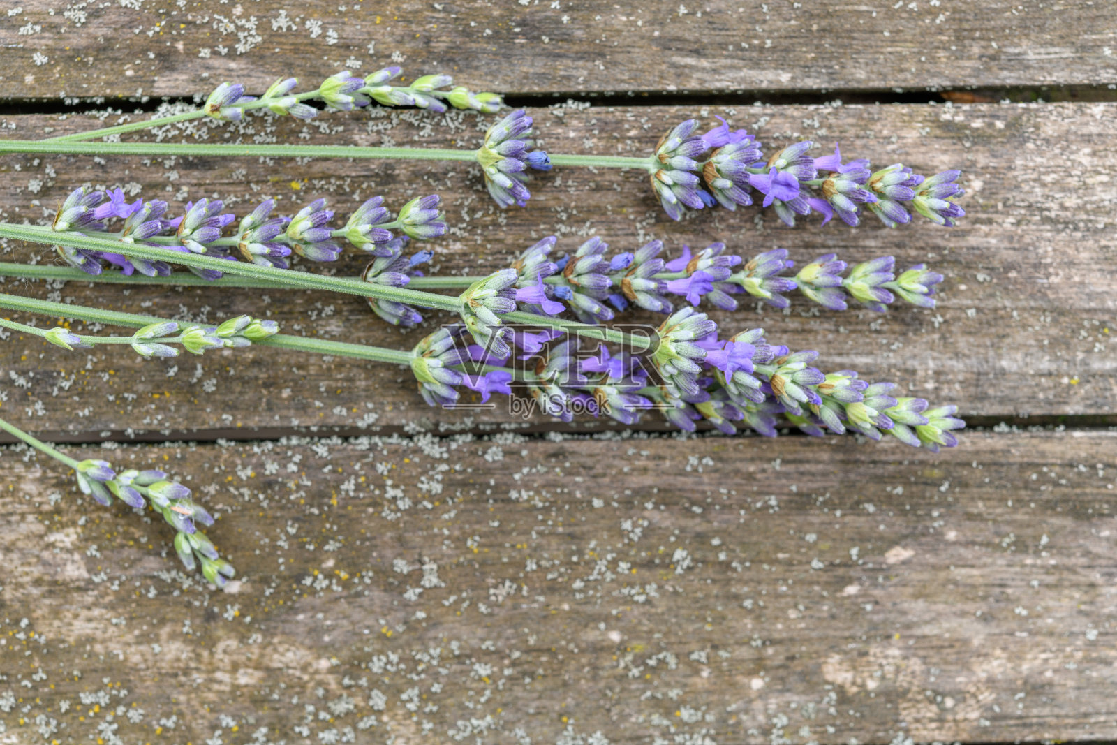 一束薰衣草放在花园的木制桌子上。照片摄影图片