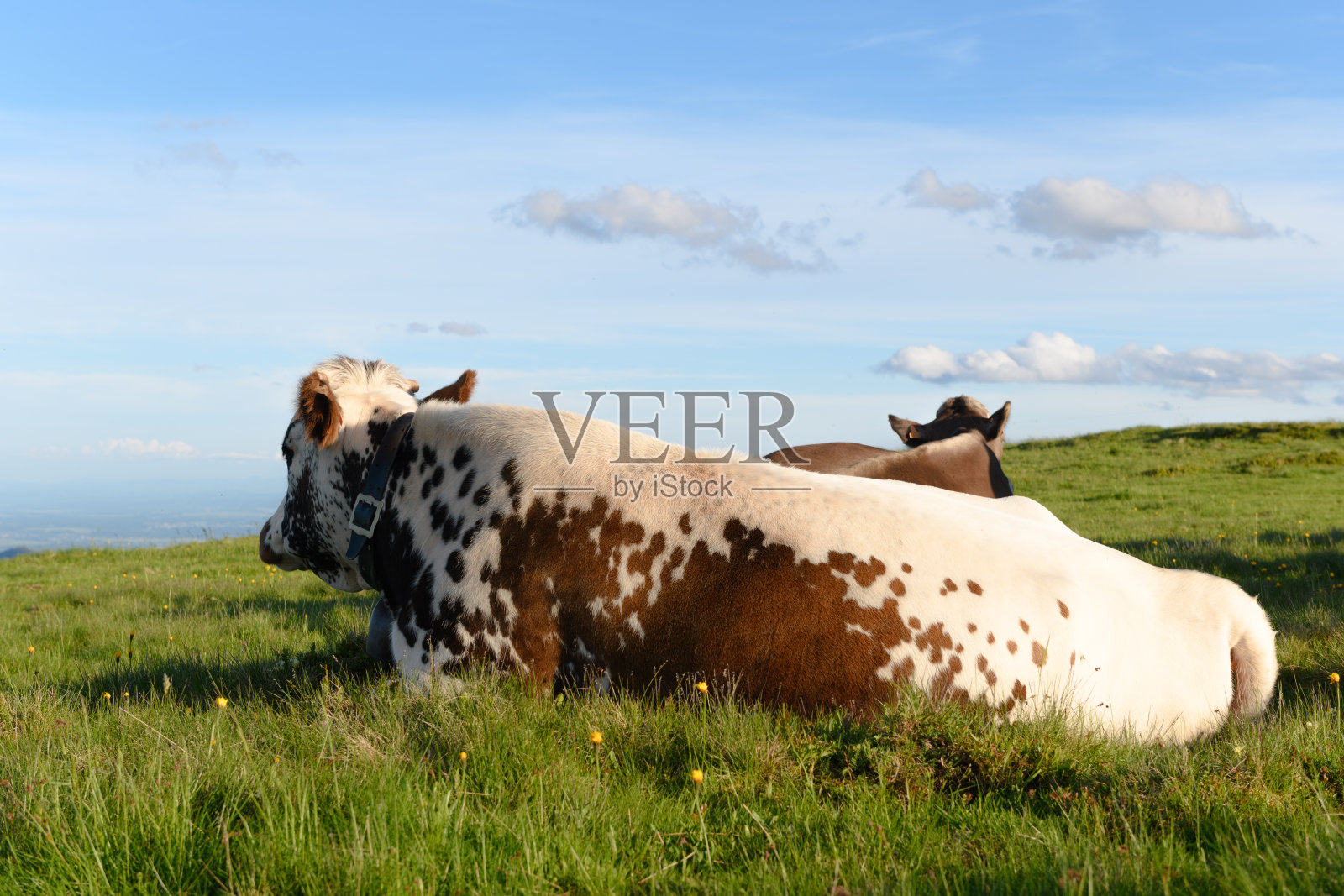 孚日的母牛在孚日山上繁殖。照片摄影图片