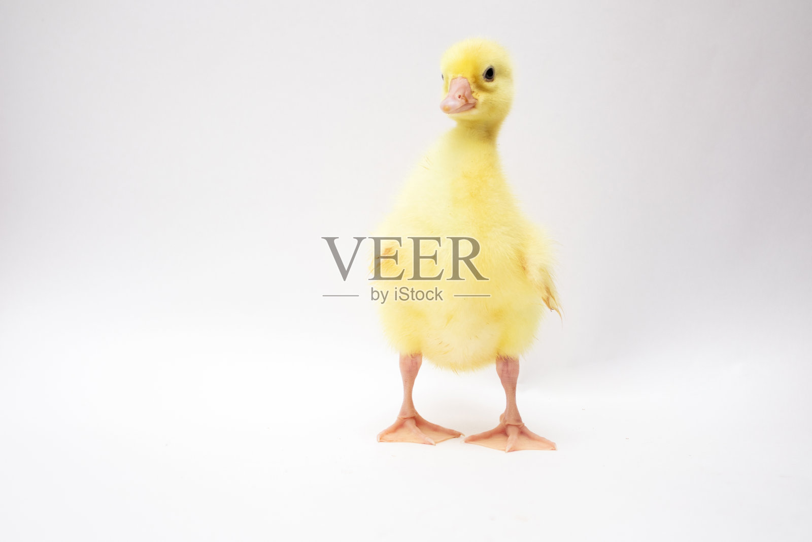 可爱的小鸭子穿着白色的衣服照片摄影图片