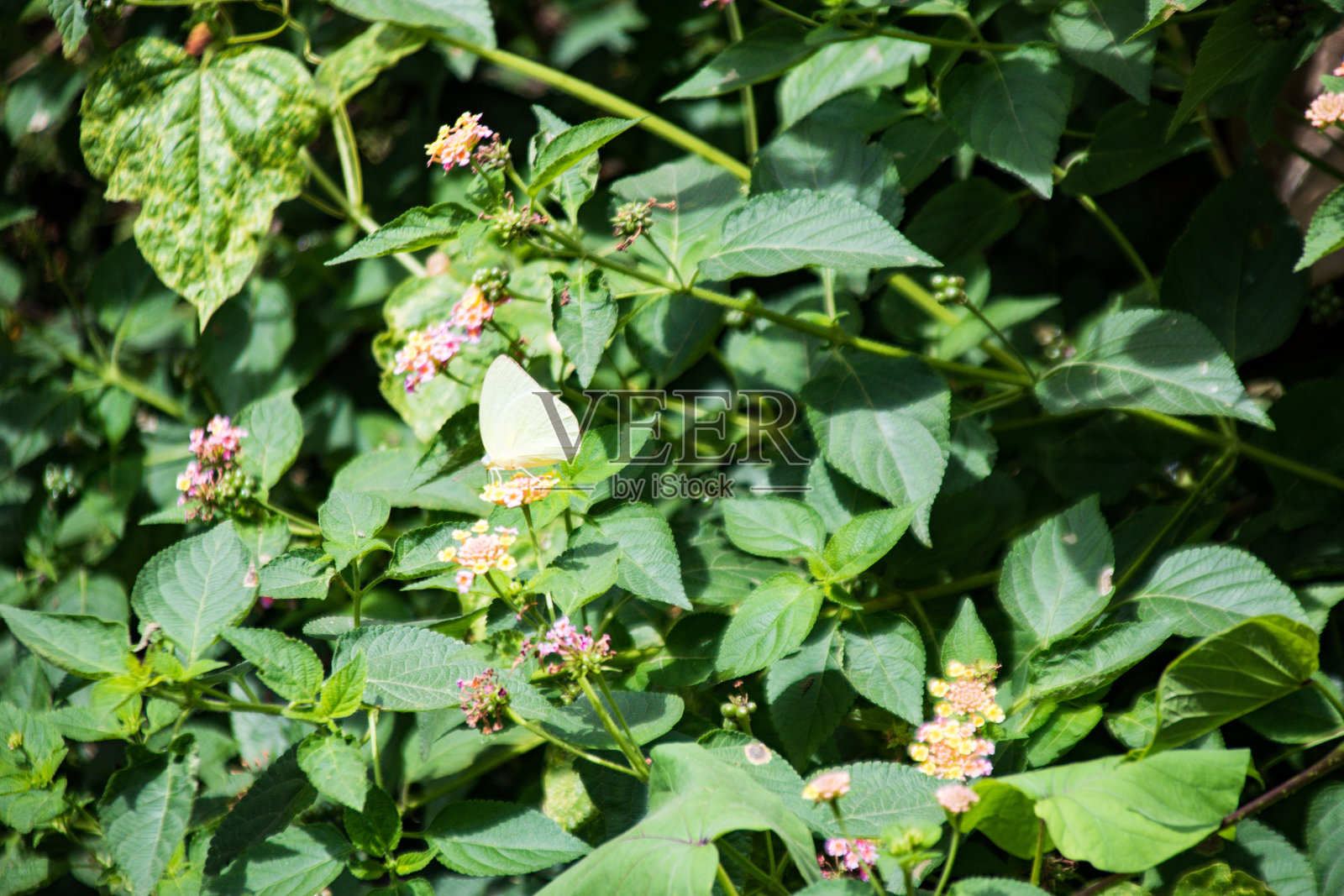 蝴蝶坐在树上照片摄影图片