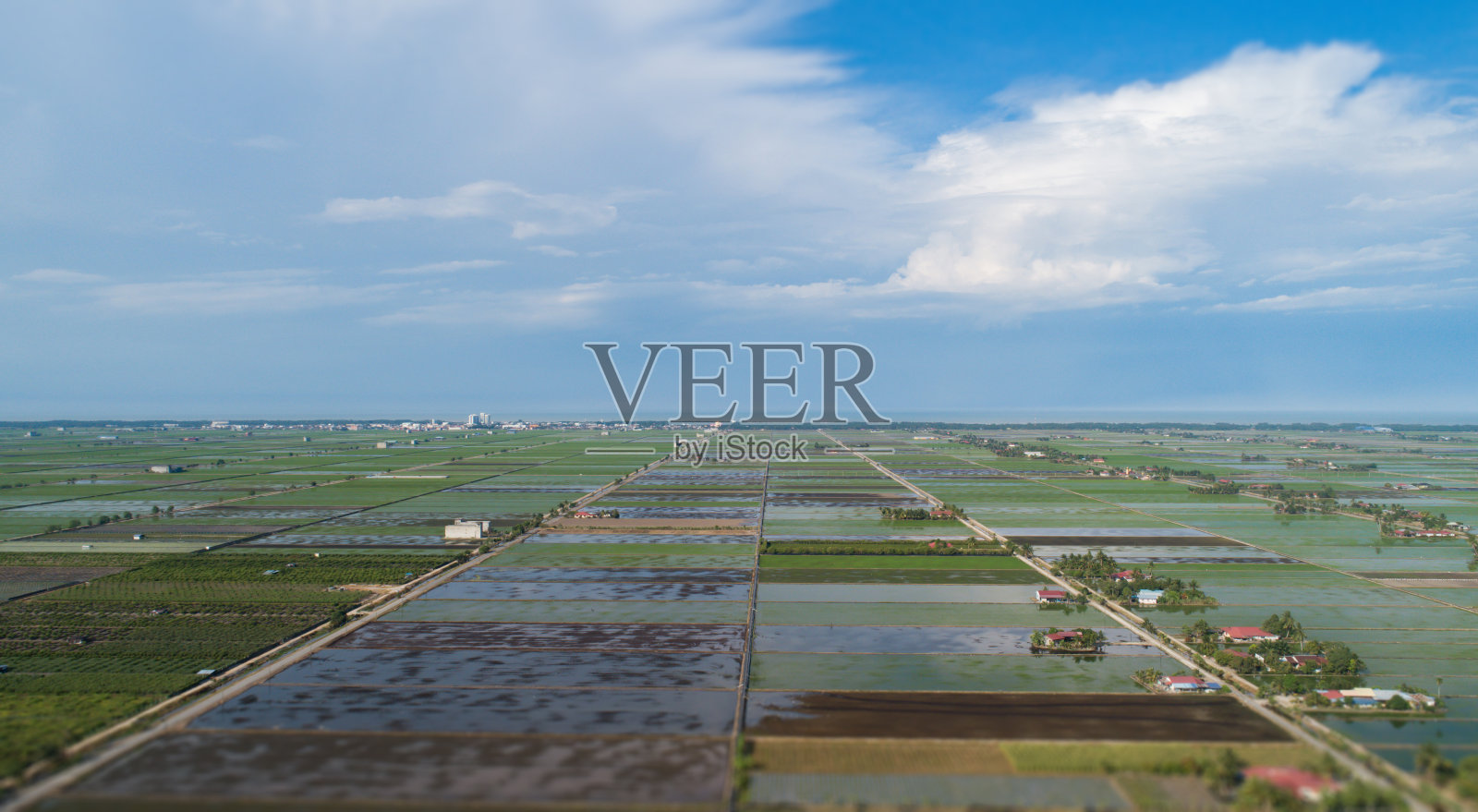 稻田全景鸟瞰图照片摄影图片