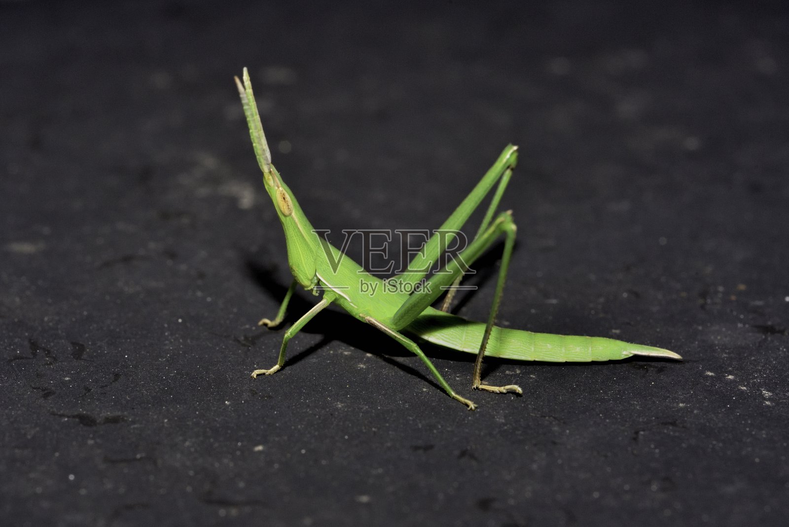 东方精明的蝗虫照片摄影图片