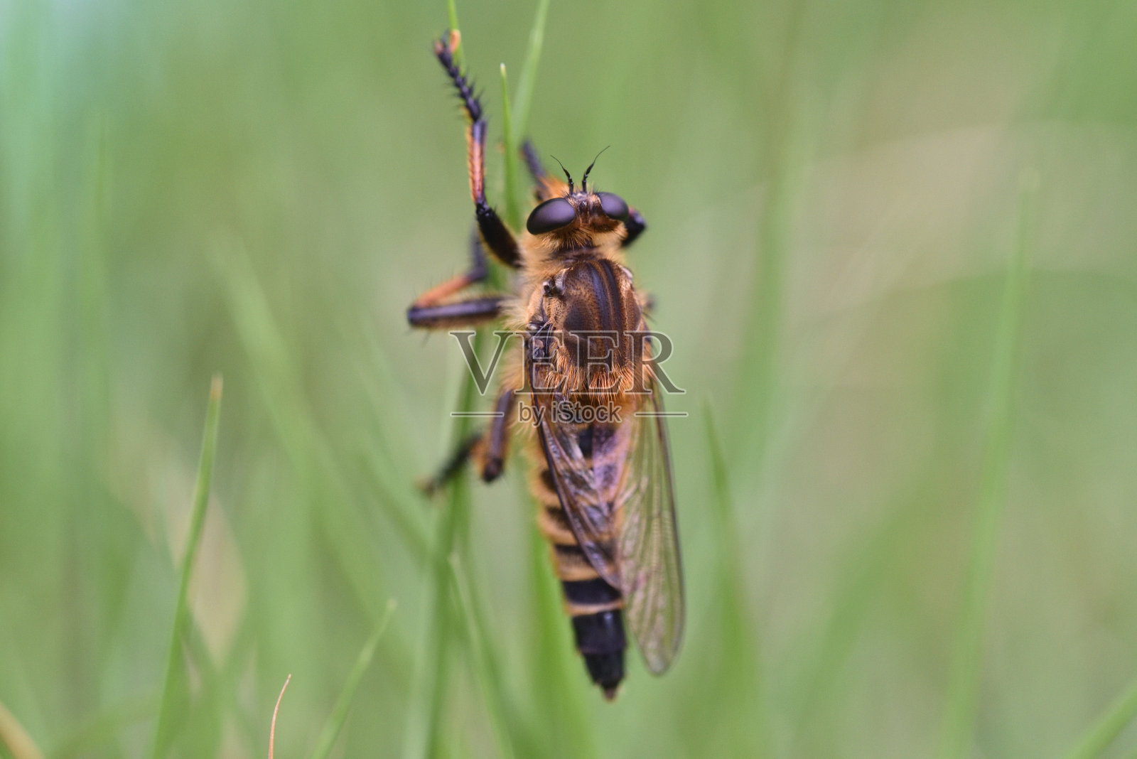 马蝇(Promachus yesonicus)照片摄影图片