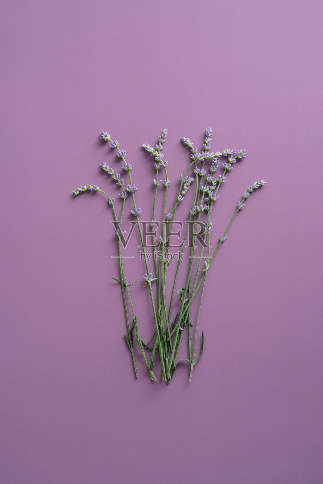 紫色背景上的一束薰衣草花。平躺，俯视图。照片摄影图片