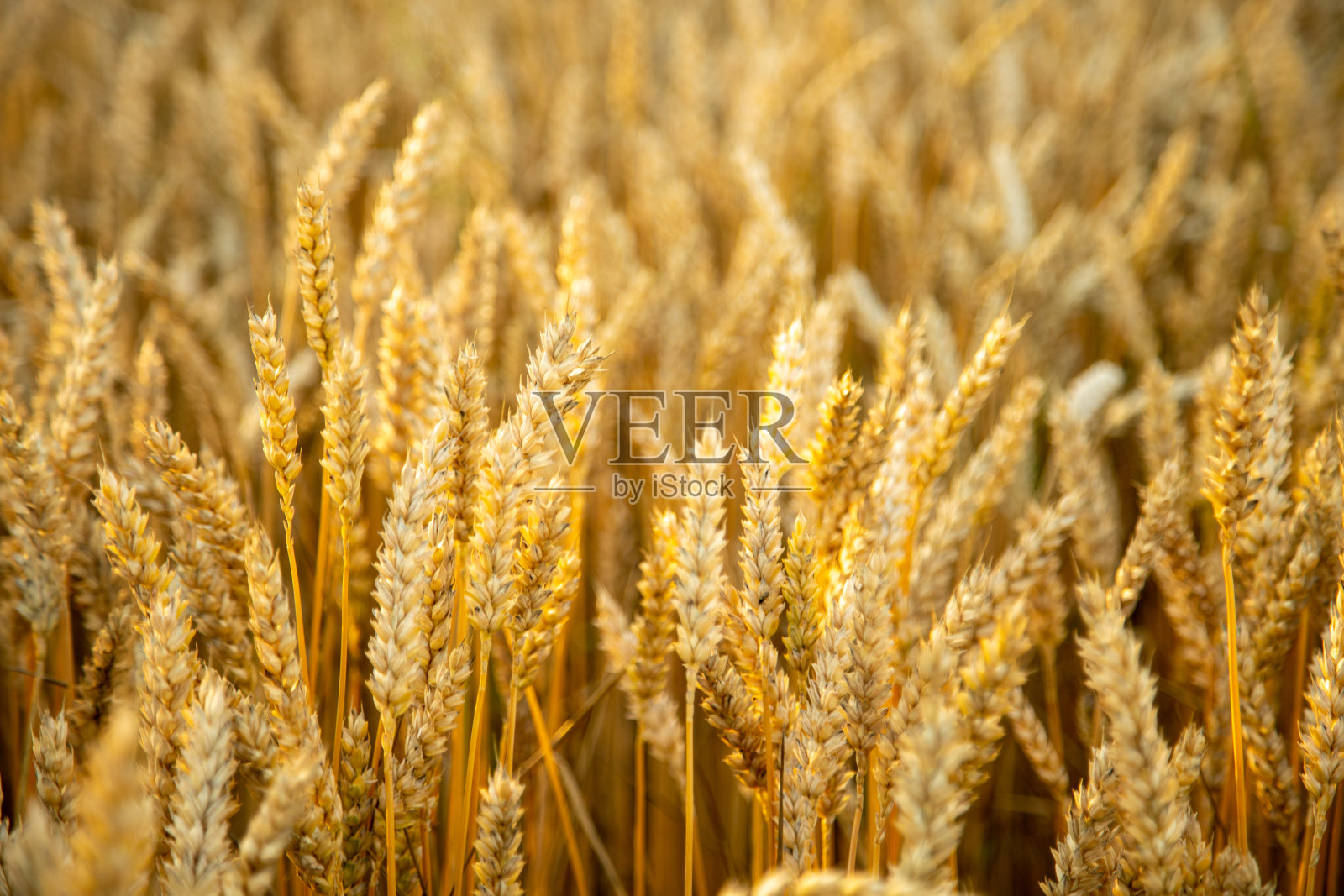 宽阔的麦田近距离观察一株谷类植物照片摄影图片