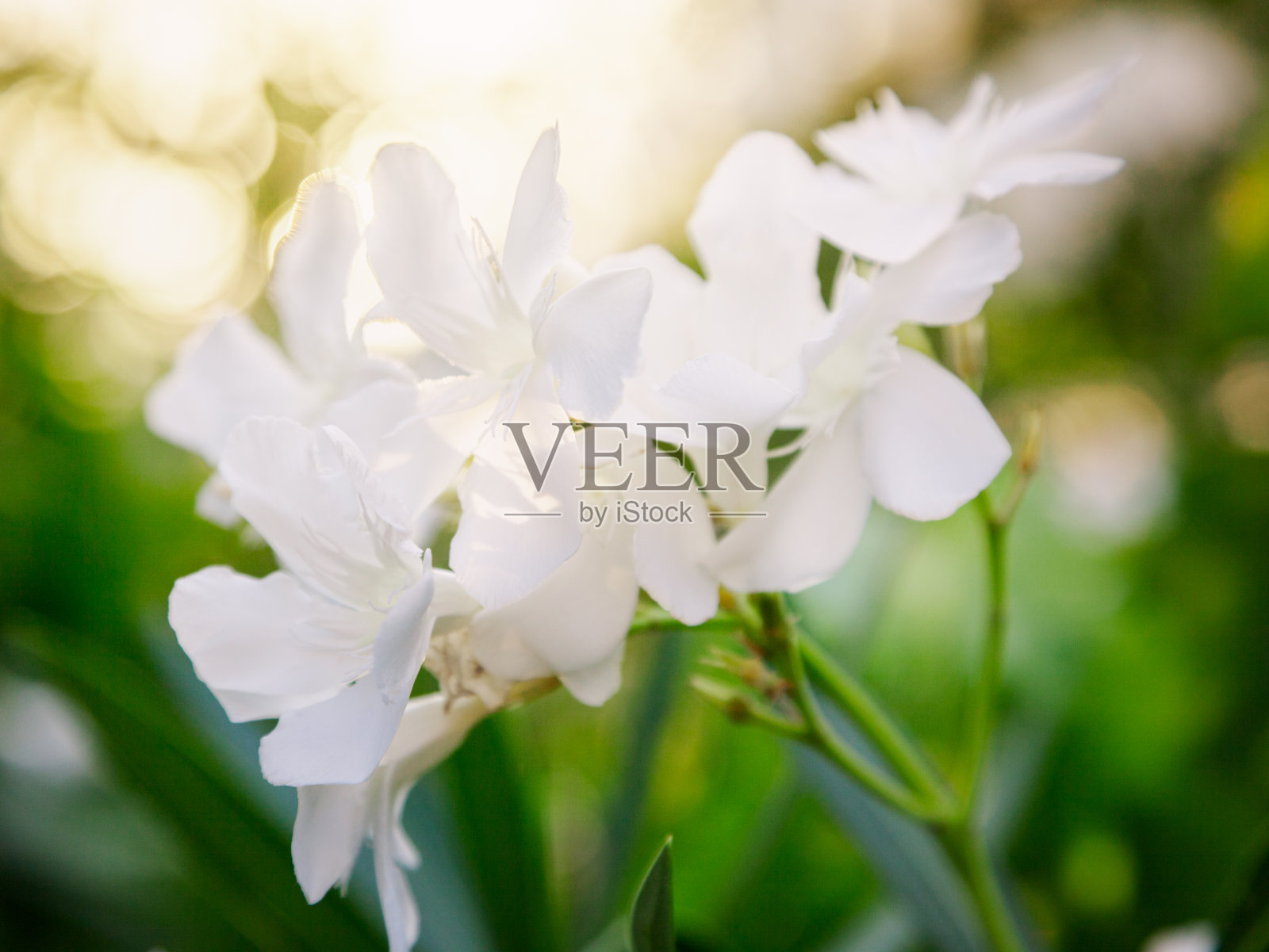 夹竹桃照片摄影图片