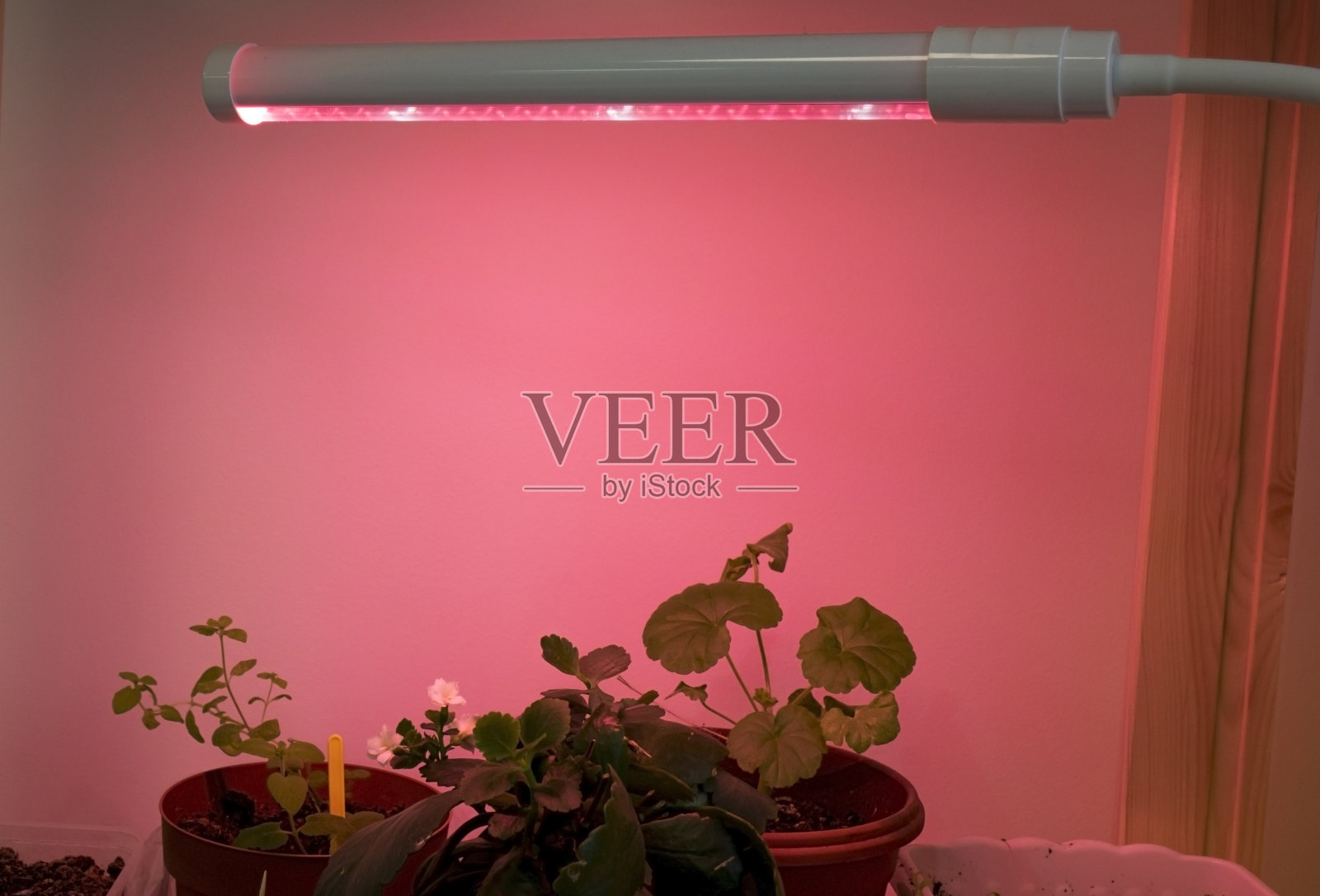 红色红外光照射在实验室的植物上照片摄影图片