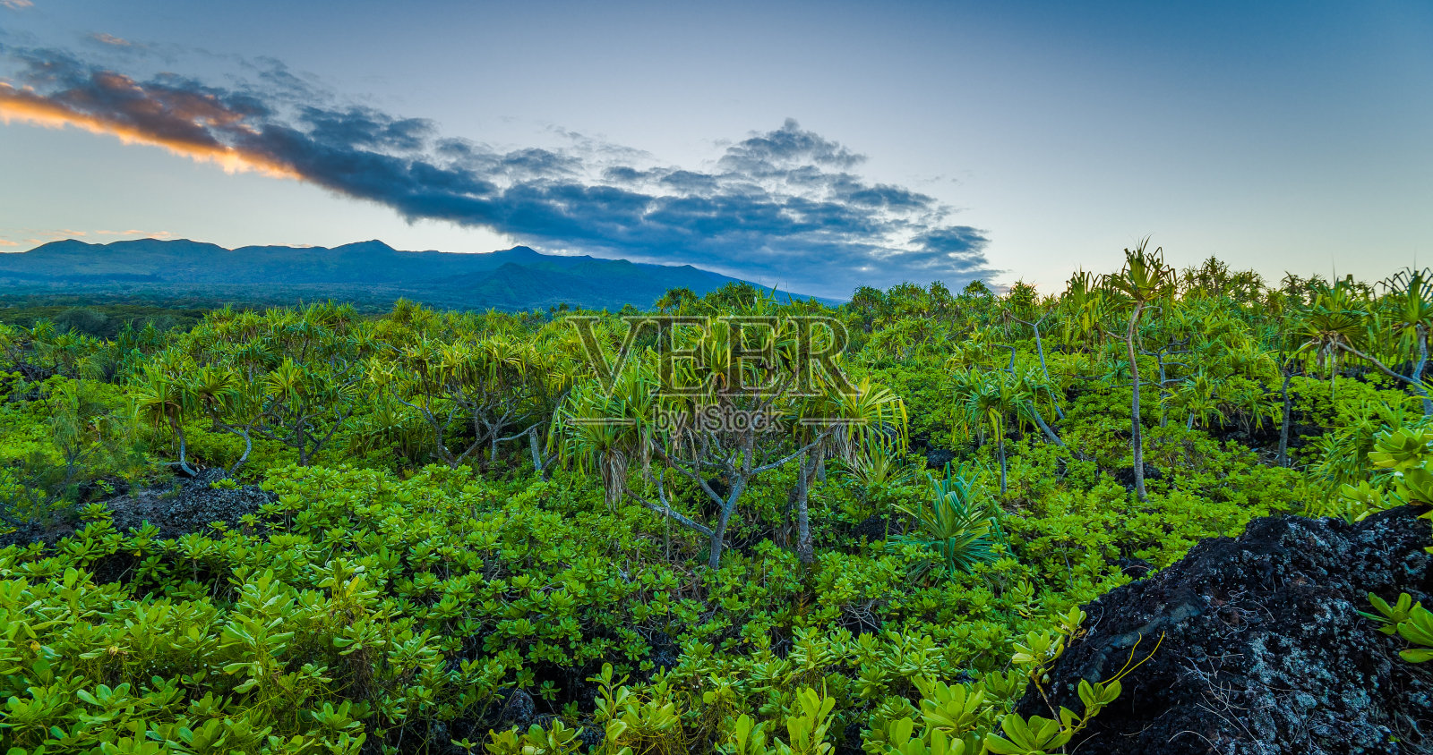 热带公园。神奇的绿色森林。有藤蔓和苔藓的大树。檀香山湾，毛伊岛，夏威夷热带公园。神奇的绿色森林。有藤蔓和苔藓的大树。夏威夷毛伊岛檀香山湾照片摄影图片