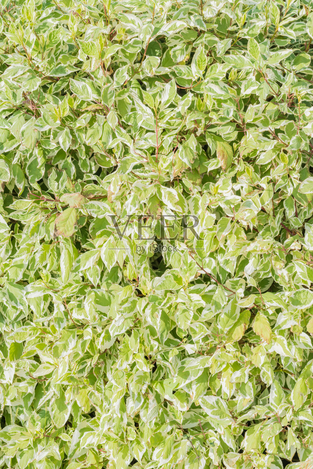 垂直背景与绿叶在一个阳光明媚的日子照片摄影图片